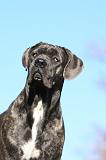 CANE CORSO 978